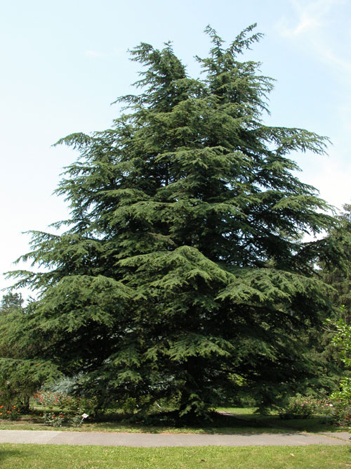 cedrus deodara 06