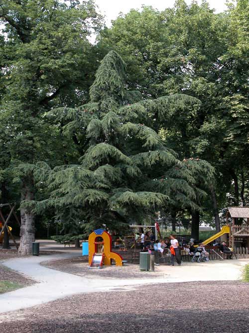 cedrus deodara 07