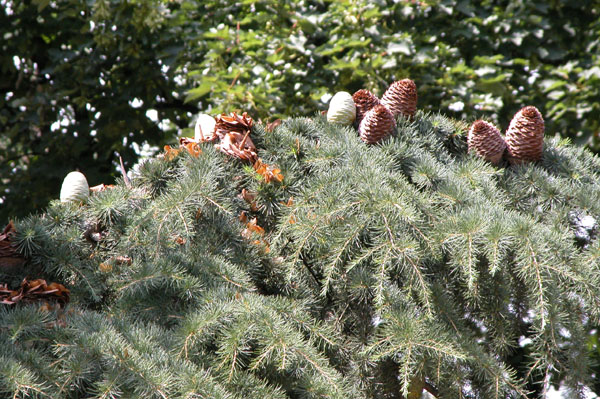 cedrus deodara 08