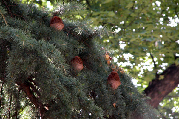 cedrus deodara 09