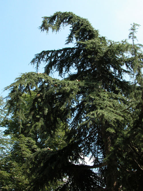 cedrus deodara 10