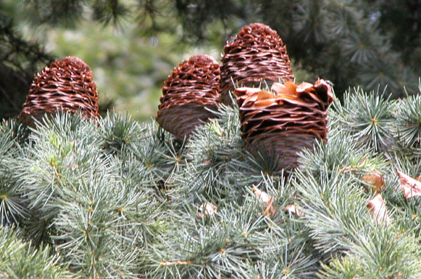 cedrus deodara 11