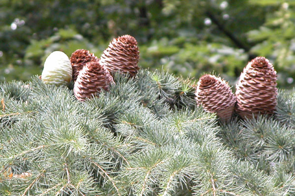 cedrus deodara 12