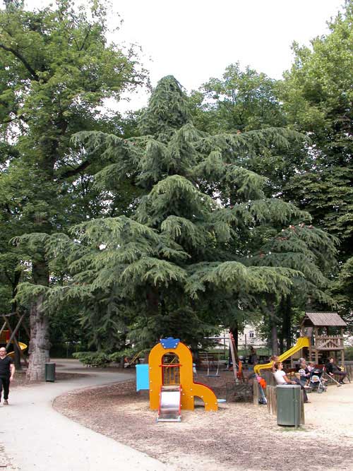 cedrus deodara 13