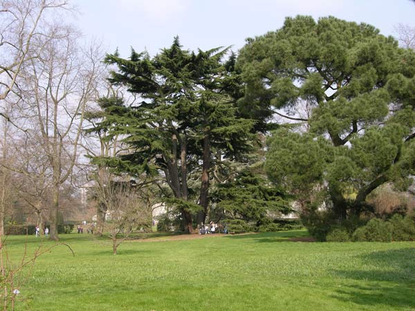 cedrus deodara 14