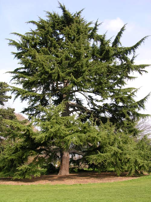 cedrus deodara 15