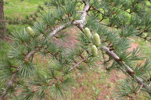 cedrus libani 01