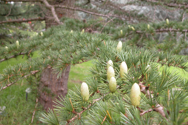 cedrus libani 03