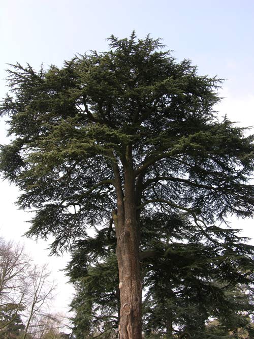 cedrus libani 04