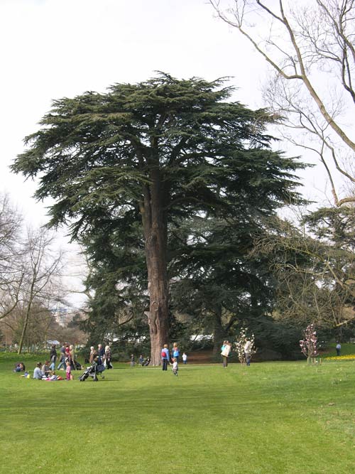 cedrus libani 05