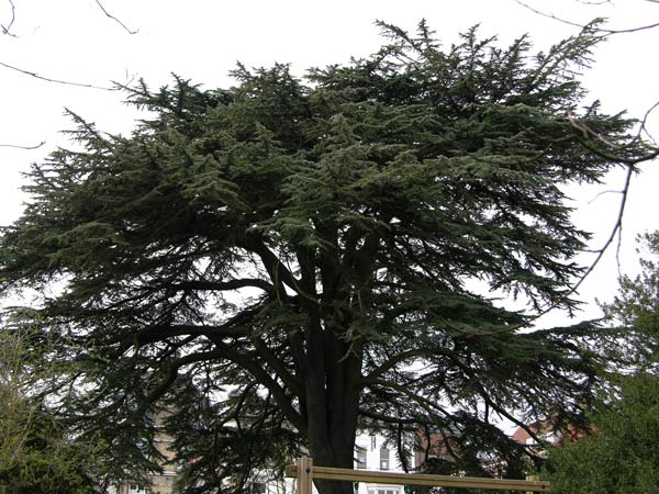 cedrus libani 06
