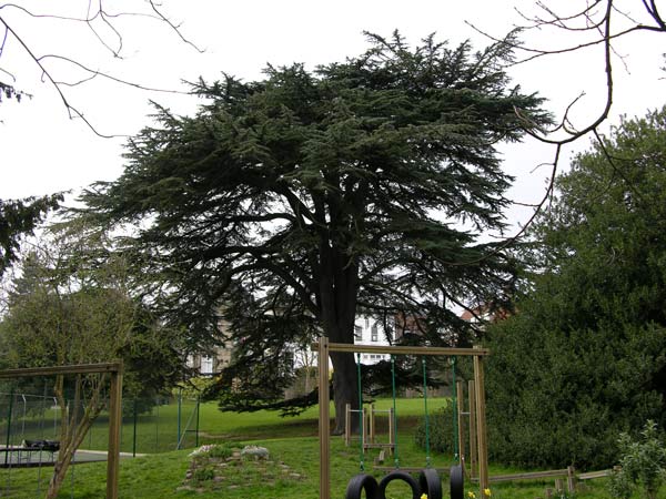 cedrus libani 07