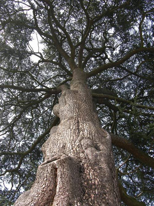 cedrus libani 08