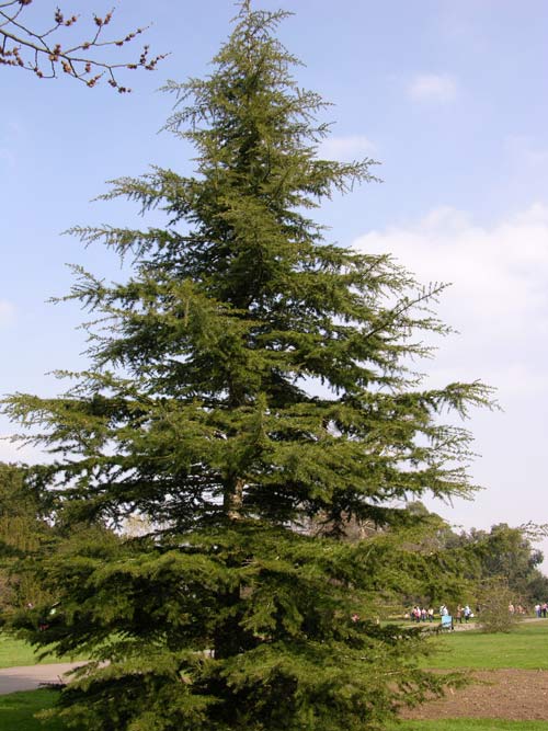 cedrus libani 09