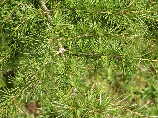 cedrus libani 10