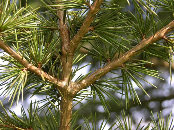 cedrus libani 11