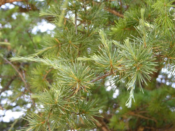 cedrus libani 12