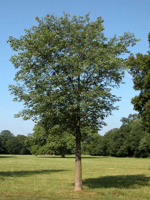 celtis australis 01