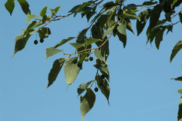 celtis australis 03