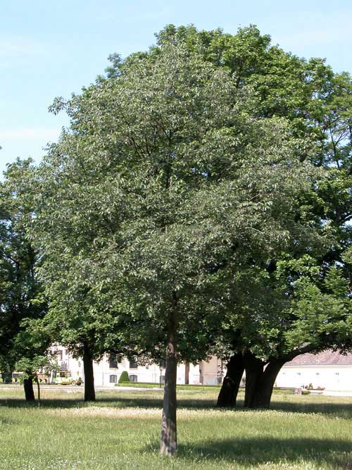 celtis australis 04