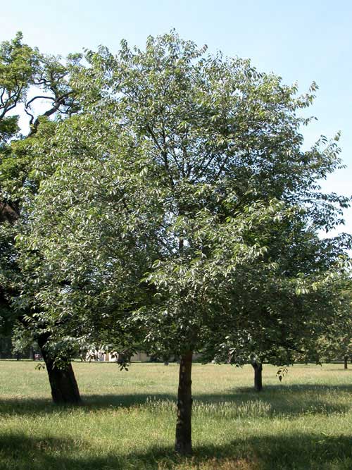 celtis australis 05