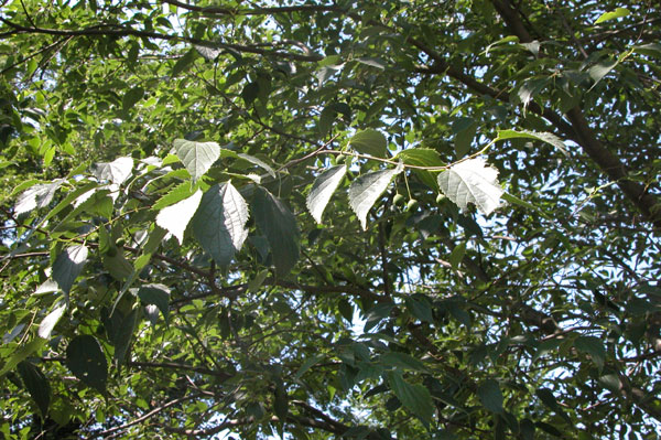 celtis australis 06