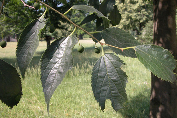 celtis australis 07