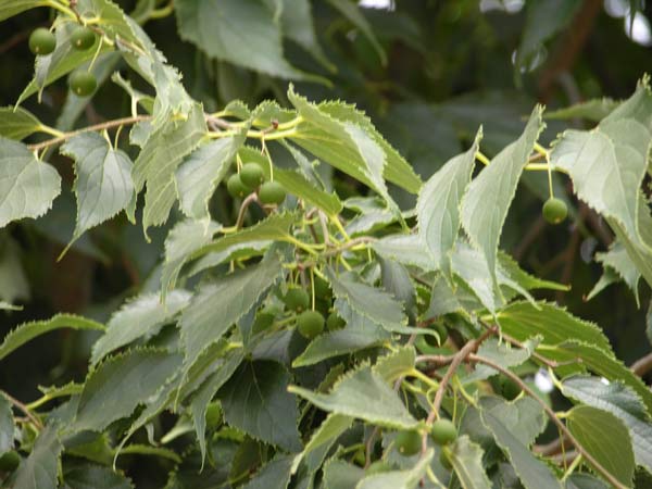 celtis australis 08