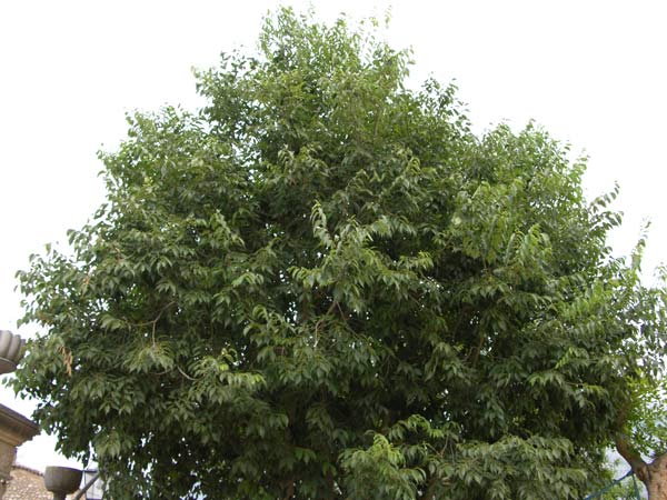 celtis australis 09