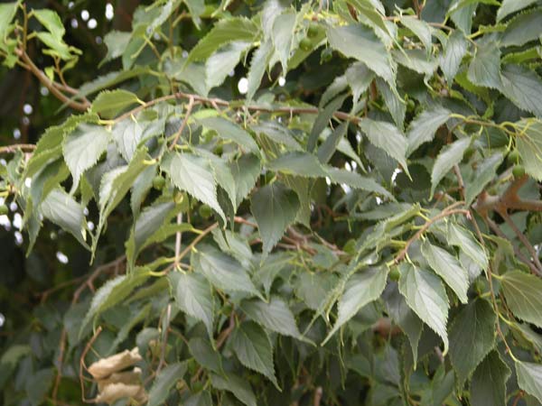 celtis australis 10