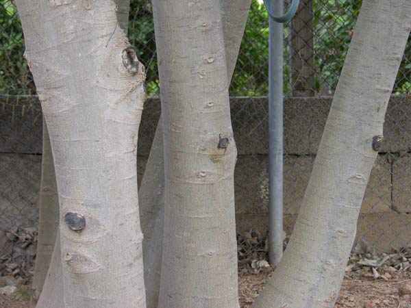 celtis australis 11