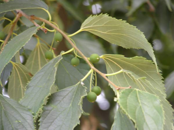 celtis australis 12
