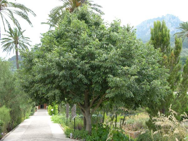 celtis australis 13