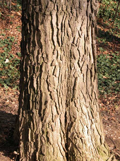 celtis occidentalis 01