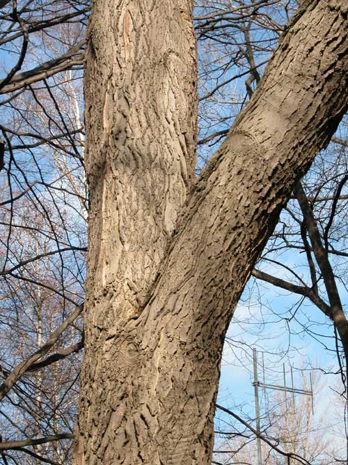 celtis occidentalis 02