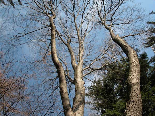 celtis occidentalis 03