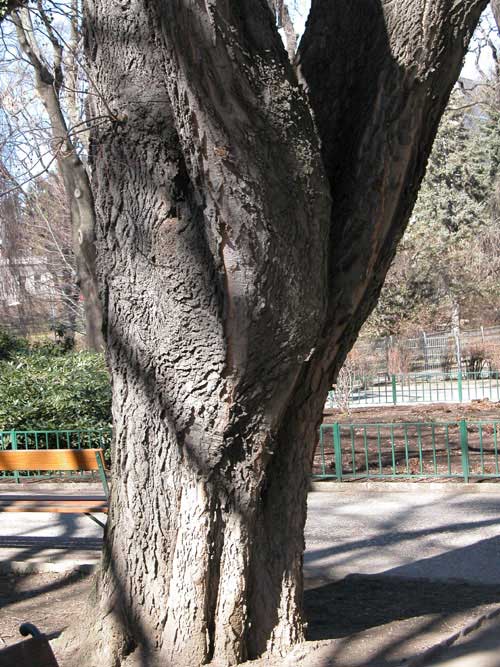 celtis occidentalis 04