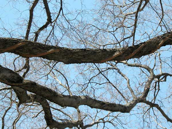 celtis occidentalis 05