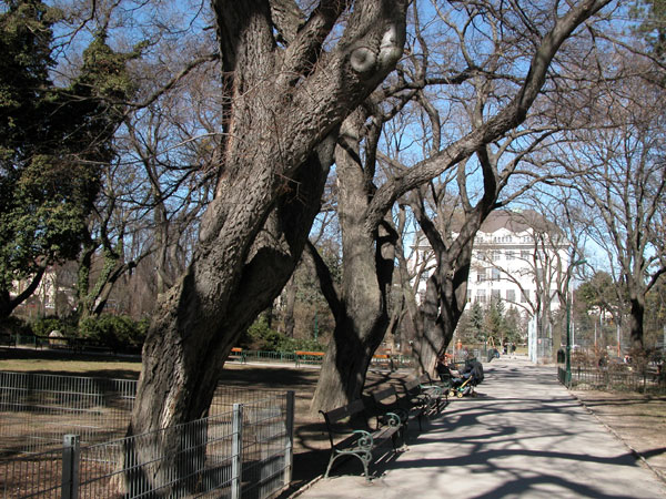 celtis occidentalis 06