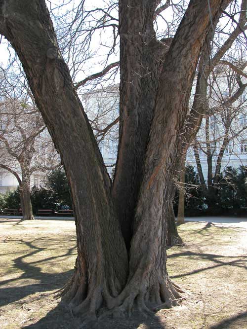 celtis occidentalis 07