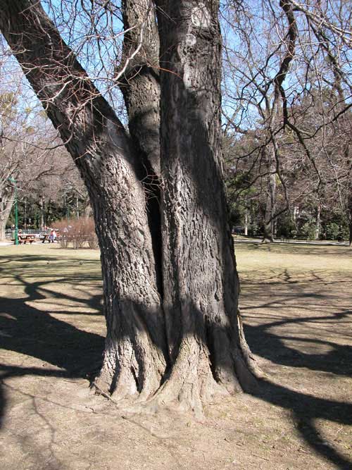 celtis occidentalis 08