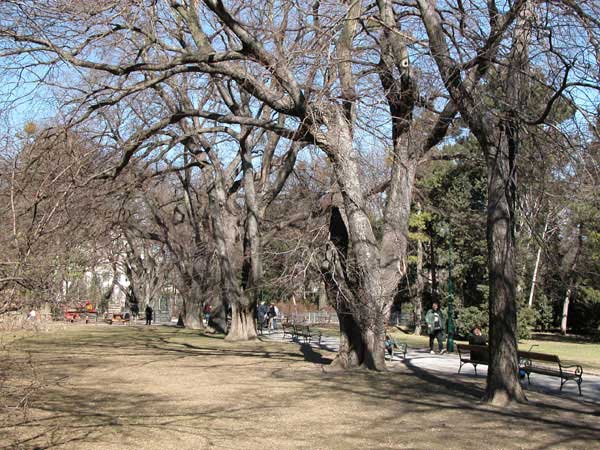 celtis occidentalis 09