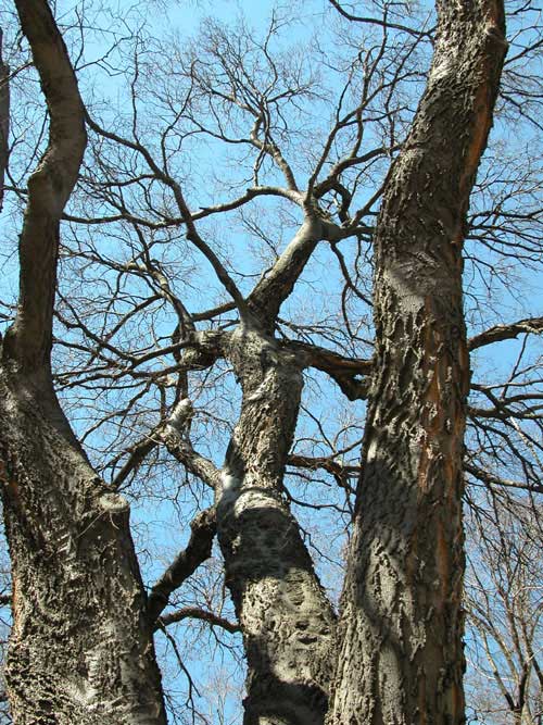 celtis occidentalis 10