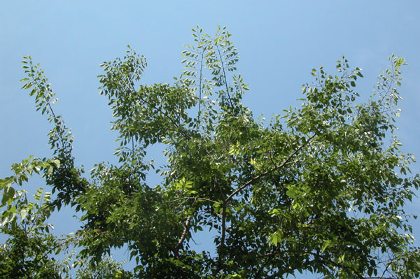 celtis occidentalis 11