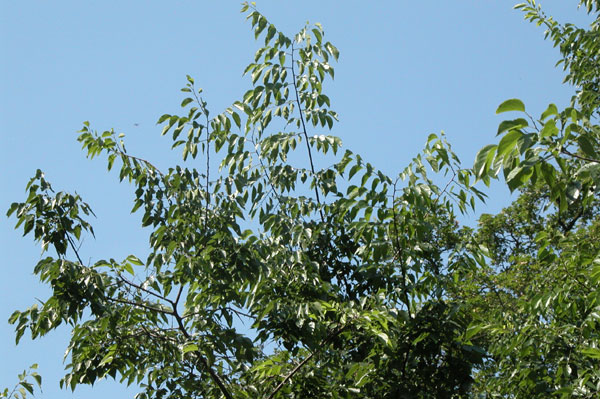 celtis occidentalis 12