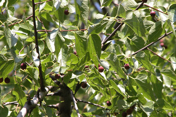 celtis occidentalis 13