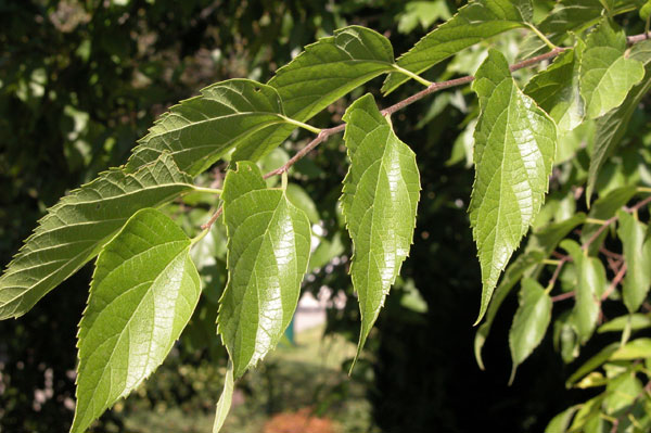 celtis occidentalis 14