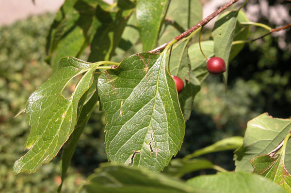 celtis occidentalis 15