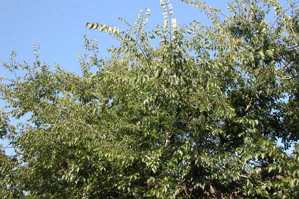celtis occidentalis 16