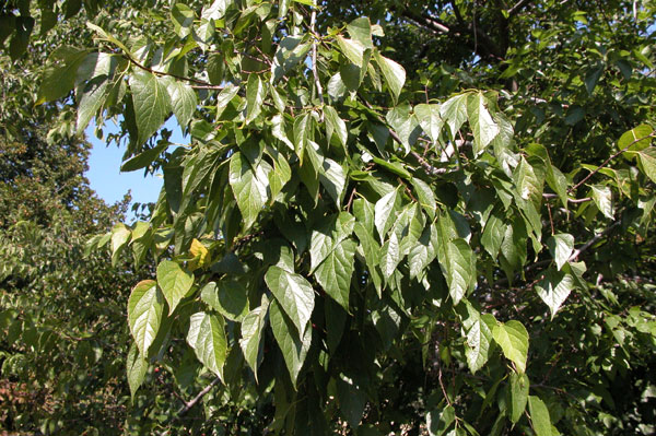 celtis occidentalis 17